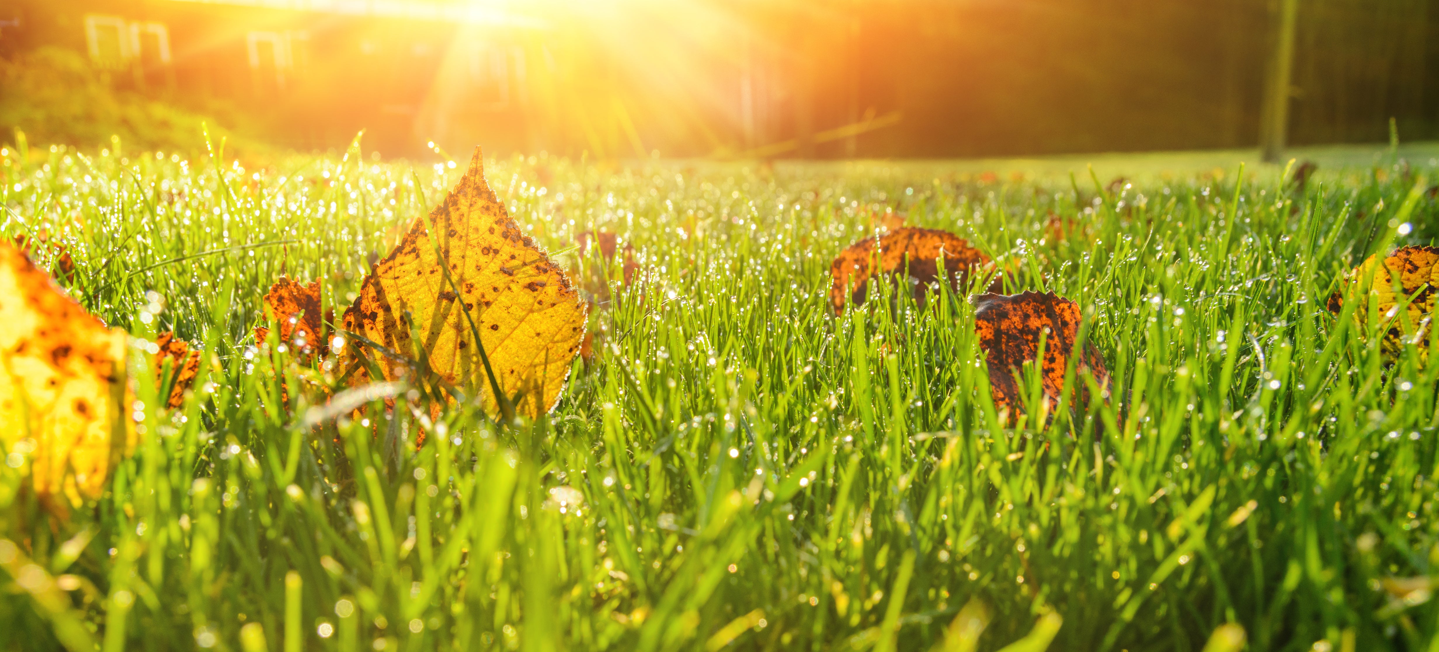 Die perfekte Rasenpflege im Herbst