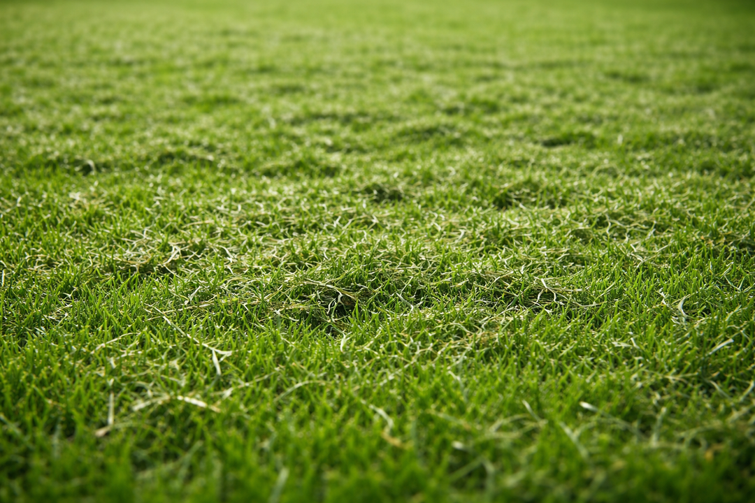 Rasen mulchen: Wann es wirklich hilft – und wann nicht