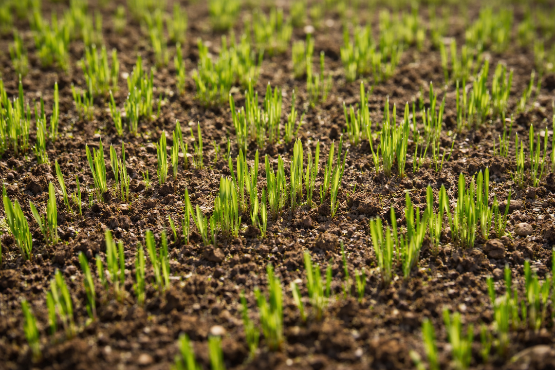 Rasen säen: Neusaat und Nachsaat richtig gemacht